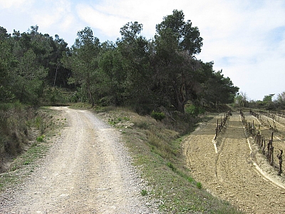 Thumbnail of Colombiers_05.jpg