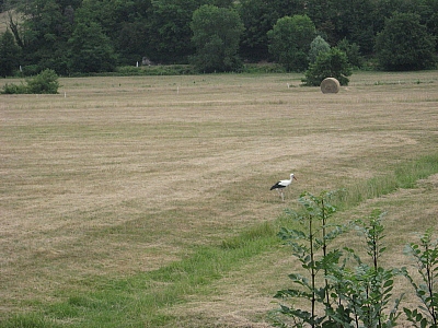 Thumbnail of Chalon Macon_081.jpg